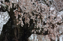 桜雪