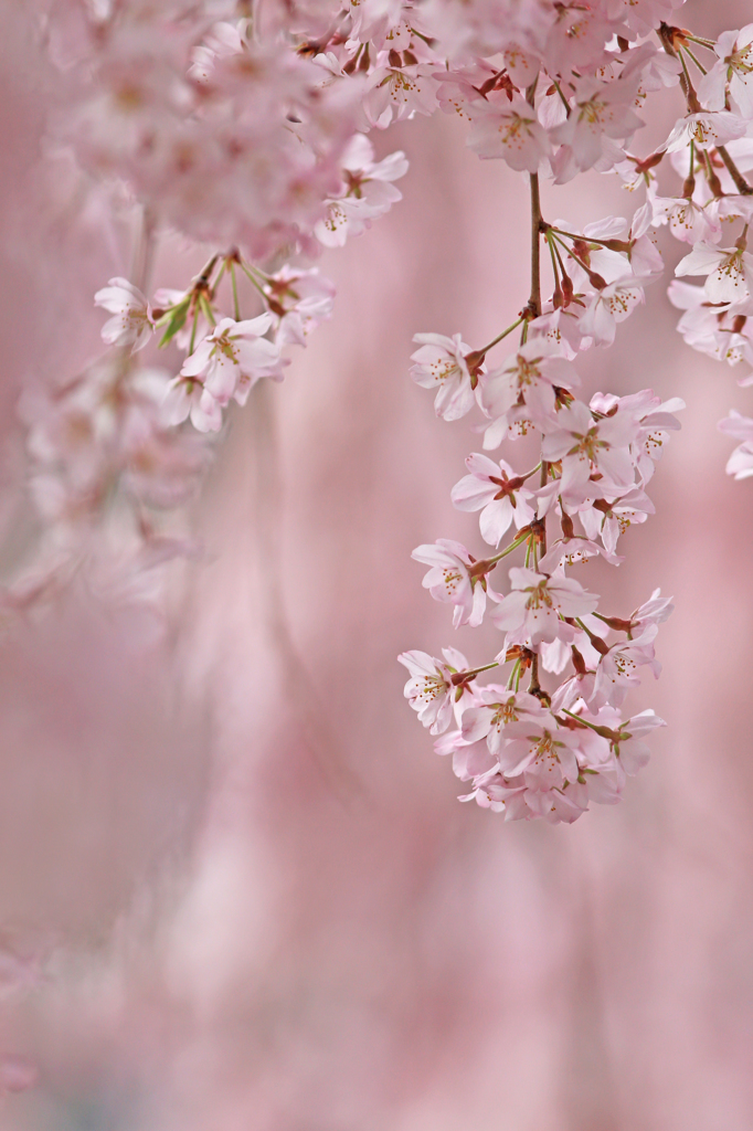 桜の香り