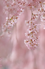 桜の香り