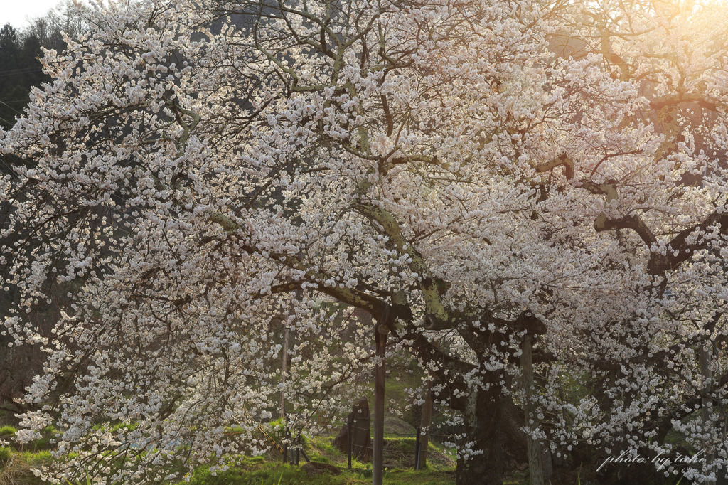 会津・石部桜