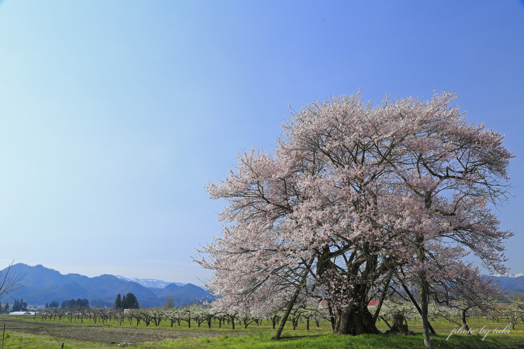 桜日和