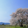 桜日和