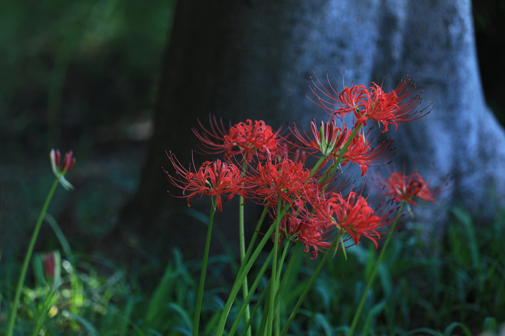 八つ墓村の曼珠沙華