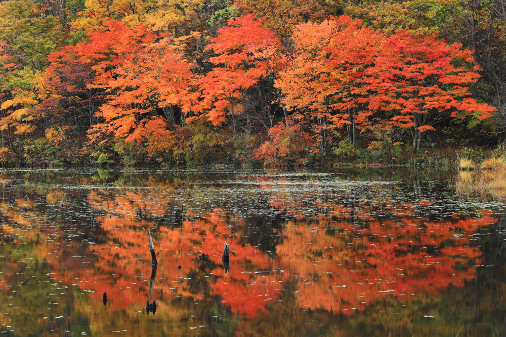 写り紅葉