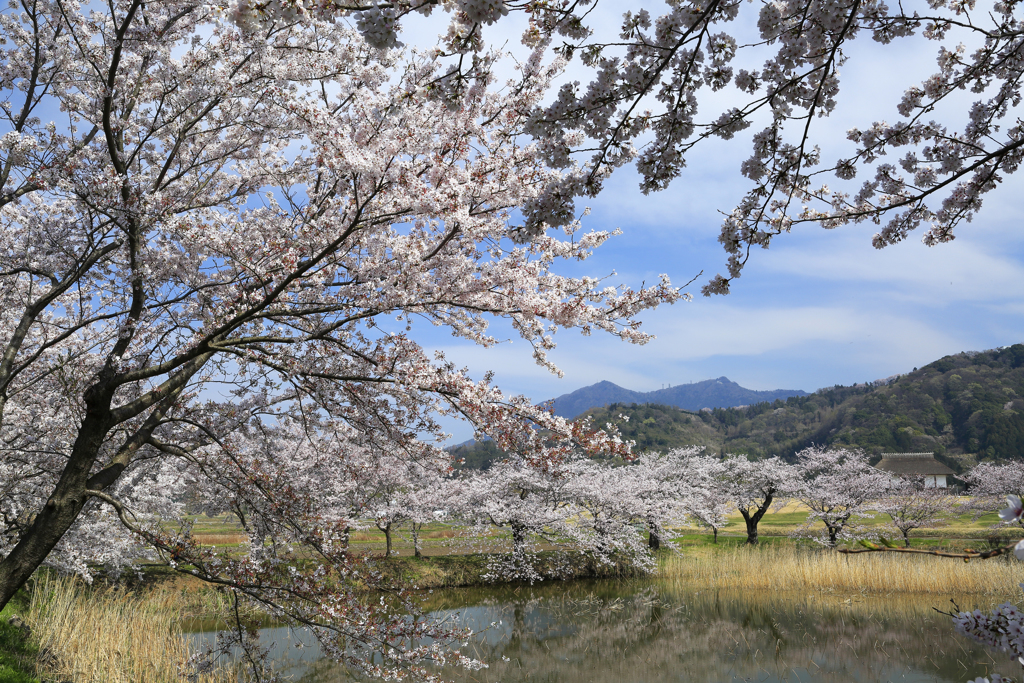 春日和