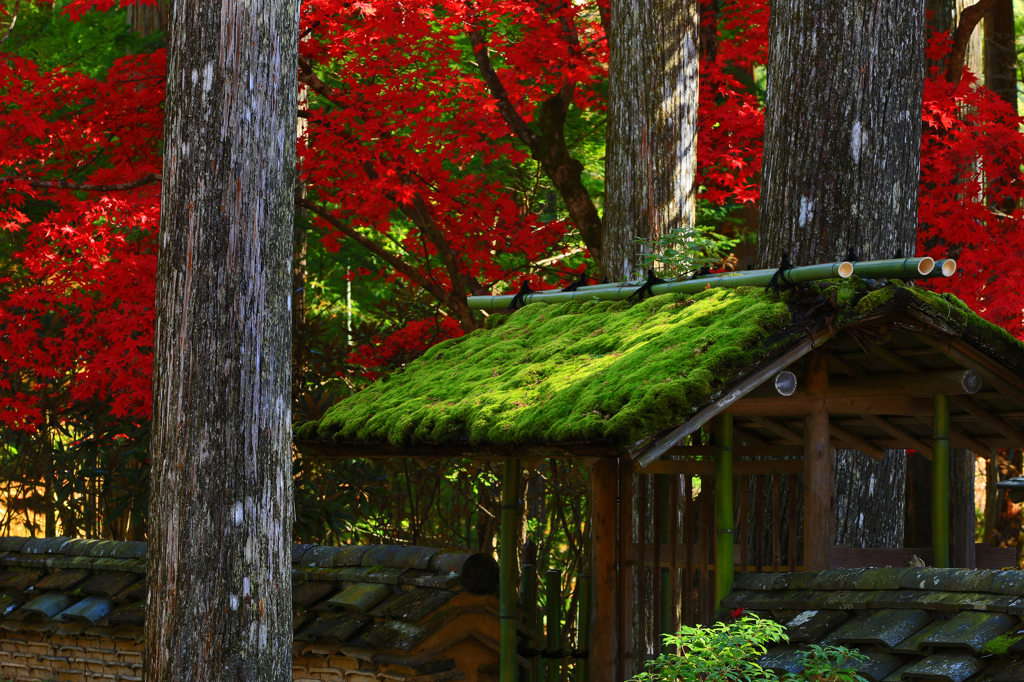 苔の屋根