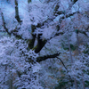 暴れ桜