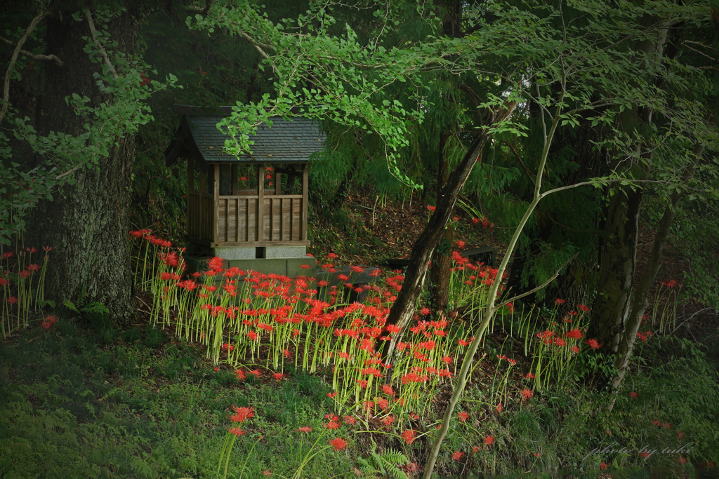 祠と彼岸花と・・