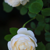 白薔薇の誘い