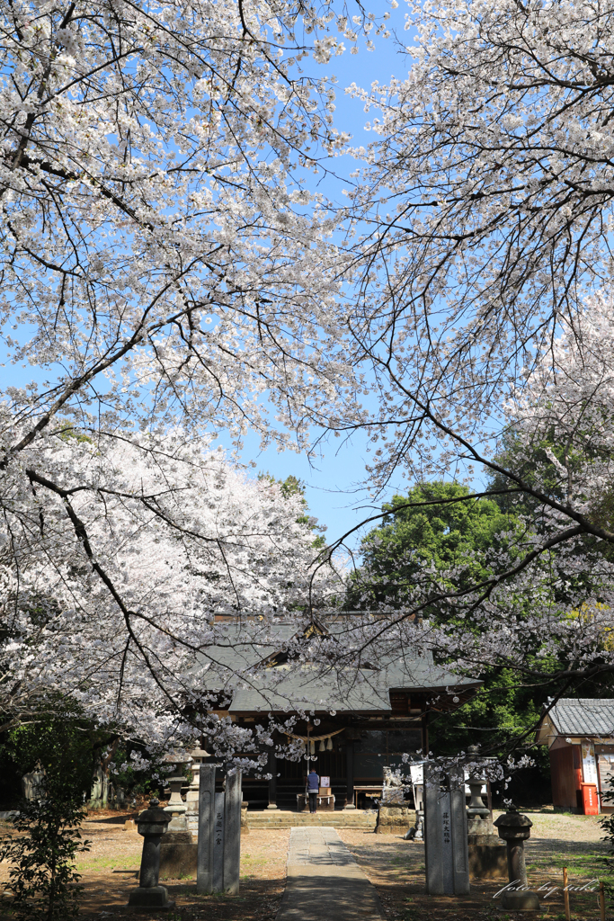 長柄神社の桜