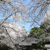 長柄神社の桜