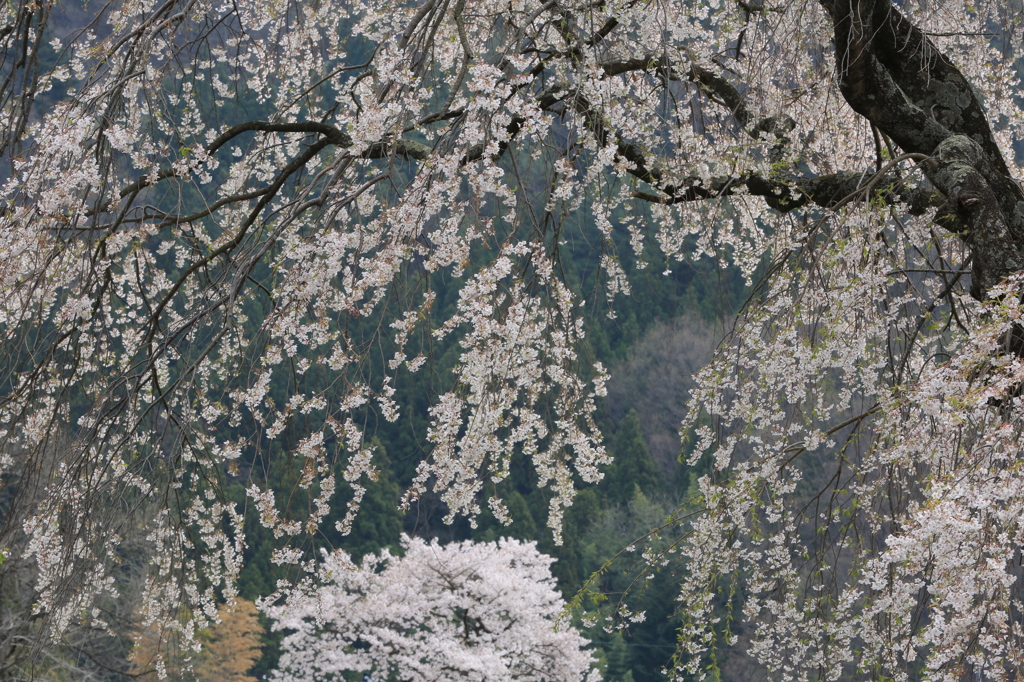 和桜