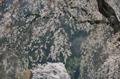 和桜