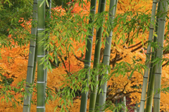 竹黄