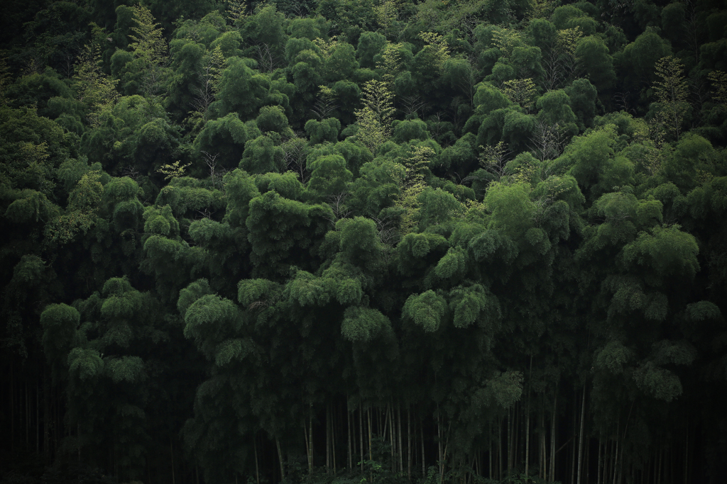 群れ