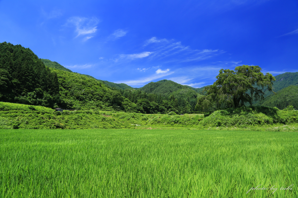 夏の里