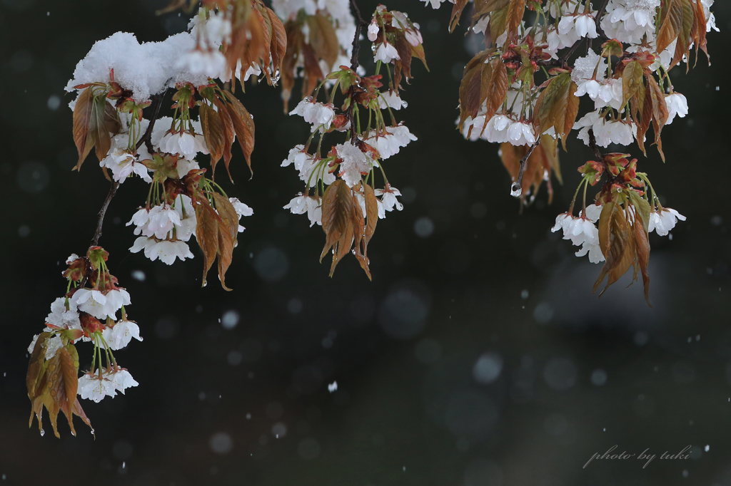 桜雪