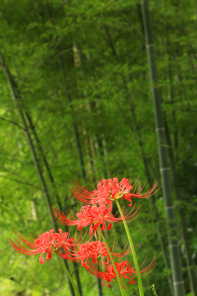 竹紅