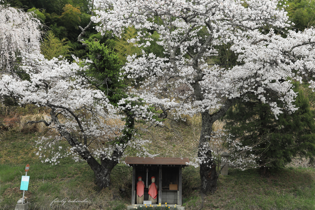 人待ち地蔵桜