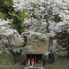 人待ち地蔵桜