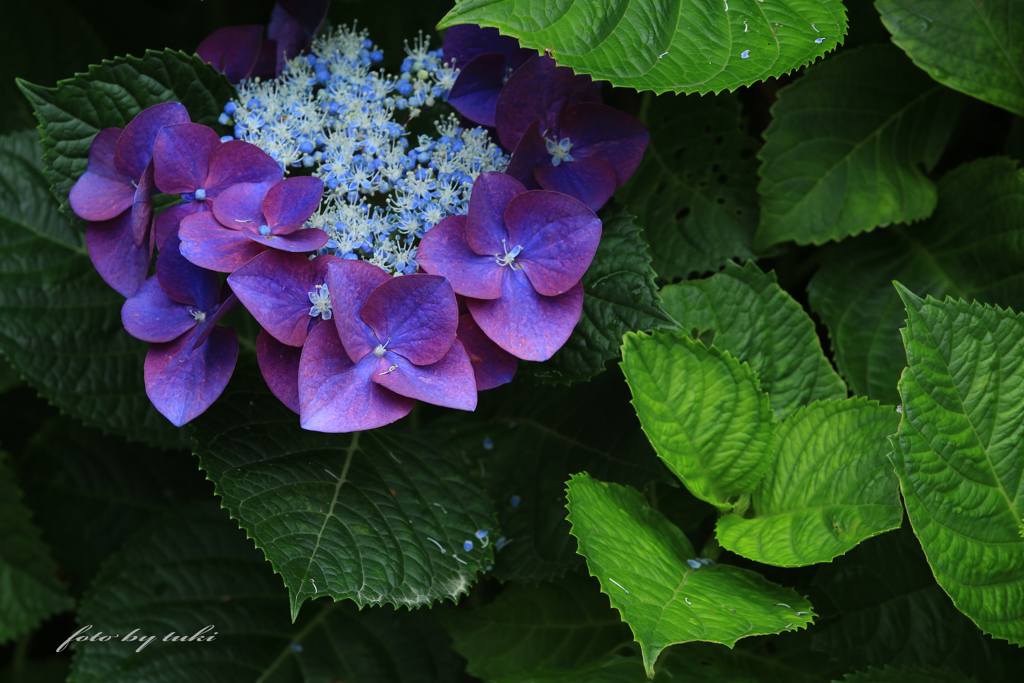 紫陽花の誘惑