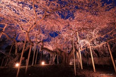 般若院の枝垂れ桜