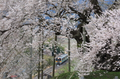 春うらら