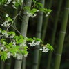 竹林に咲く