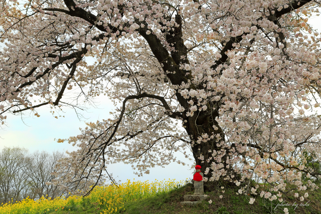 日向の人待ち地蔵桜