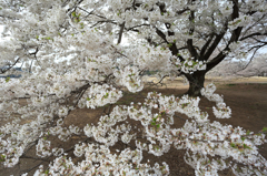桜の広場