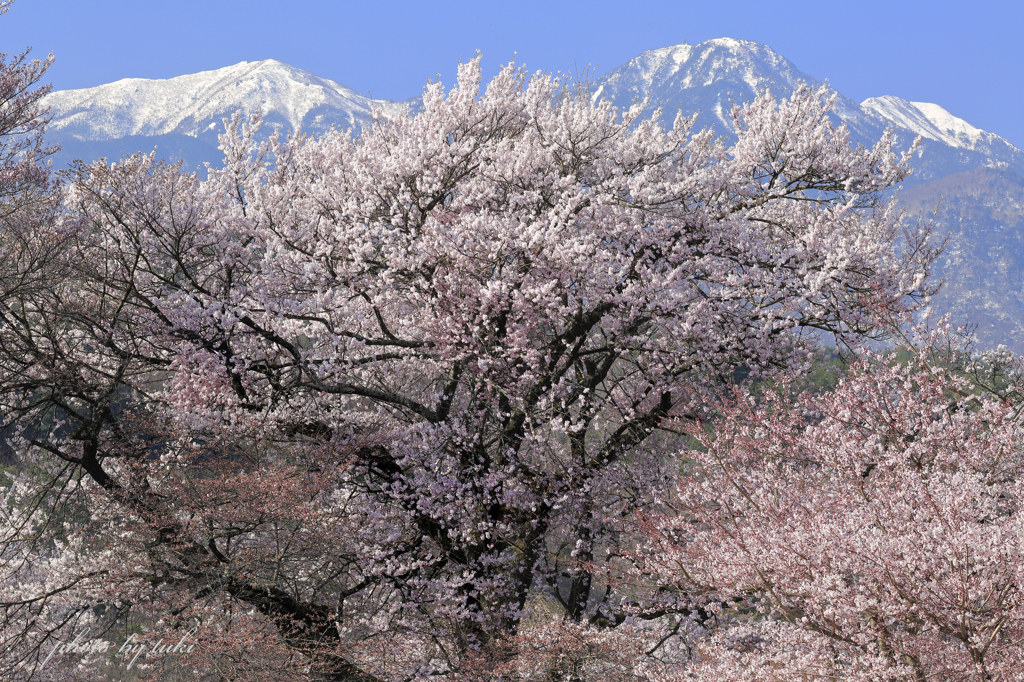 甲斐駒ケ岳を背に