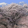 甲斐駒ケ岳を背に