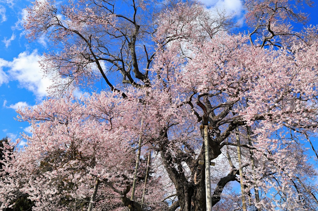 青空に向かって