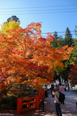 紅葉