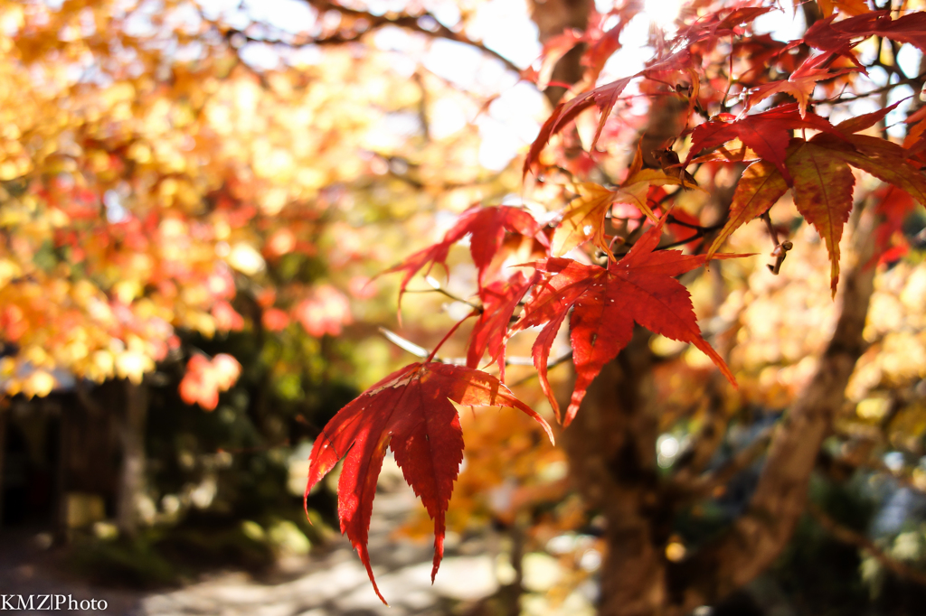 紅葉