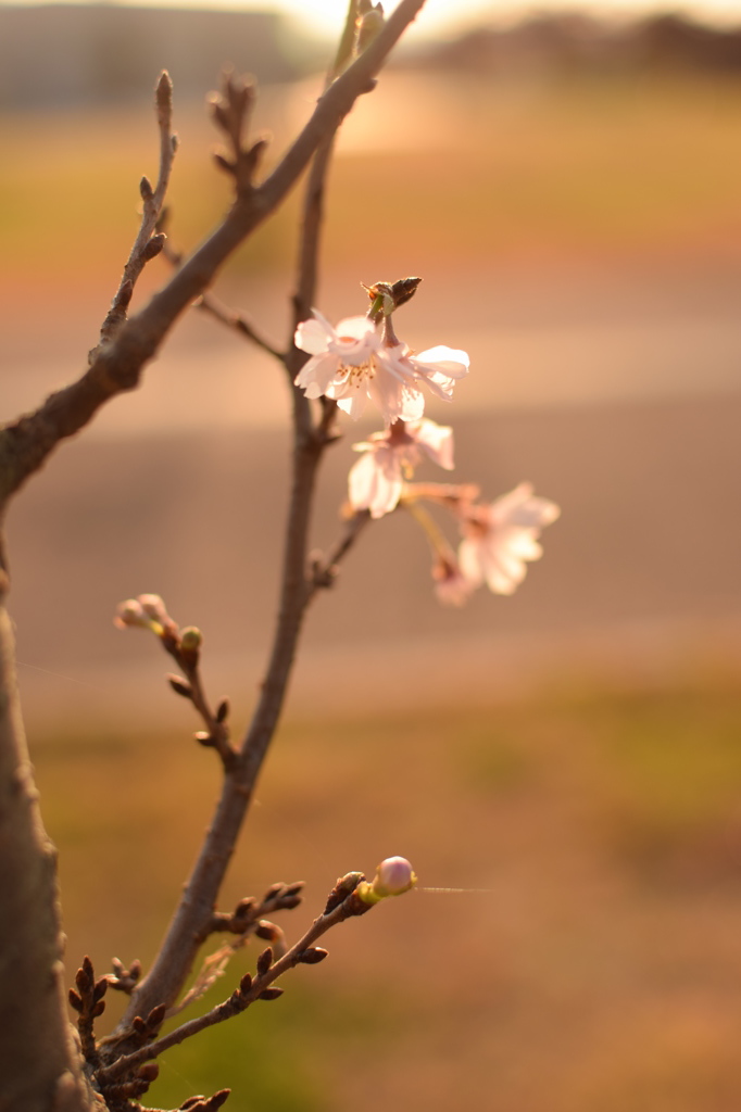 秋のさくら