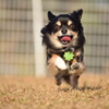 ダッシュ！