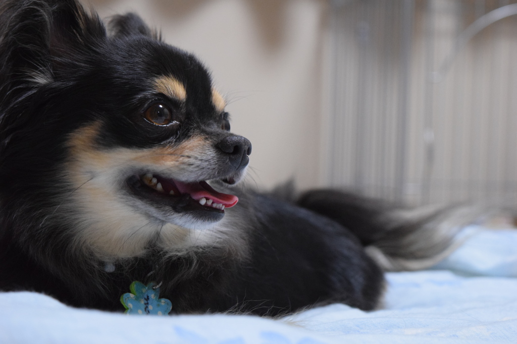 愛犬