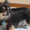 愛犬