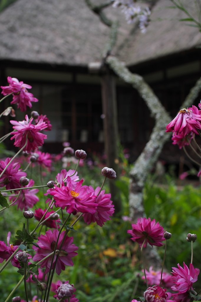 紫色の花