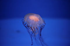 Jellyfish