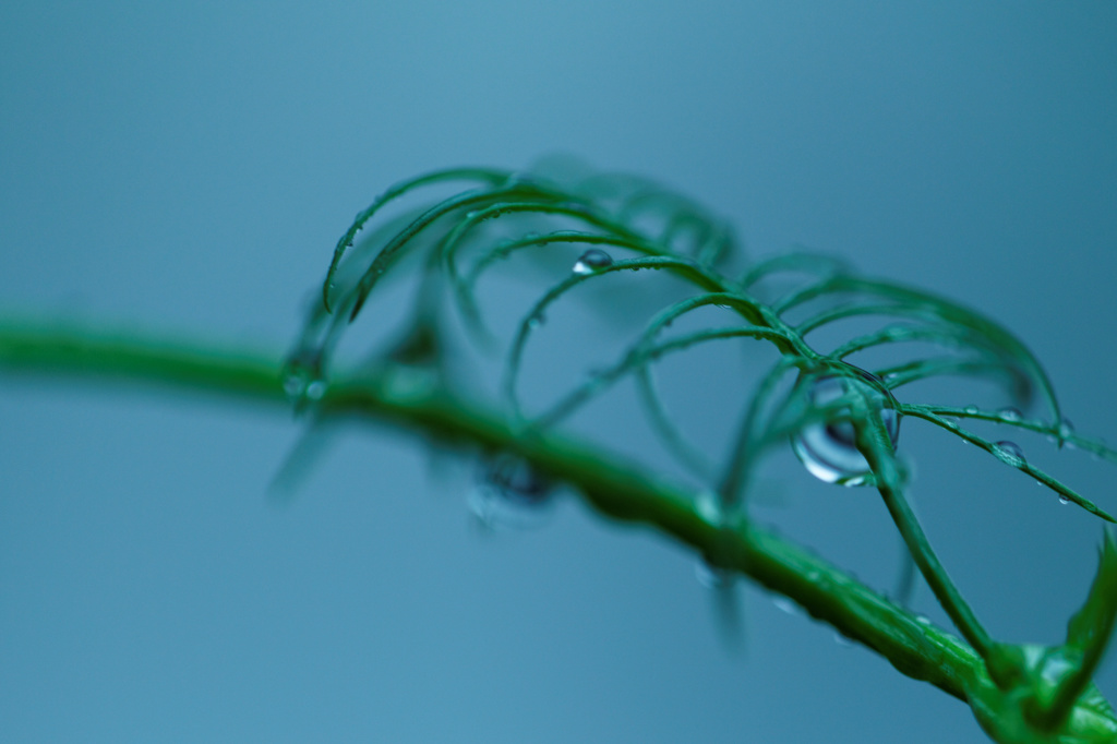 草雫