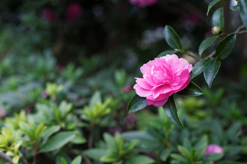 近所の花