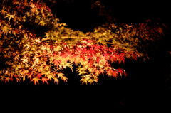 Red Leaves