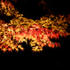 Red Leaves