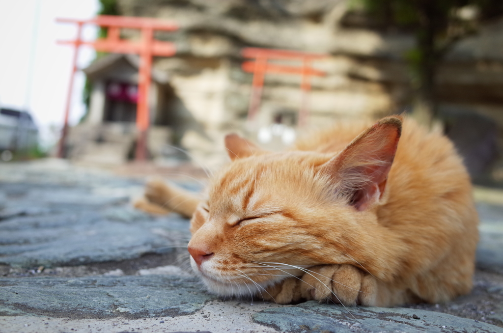 スローライフ江の島