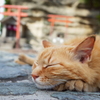 スローライフ江の島