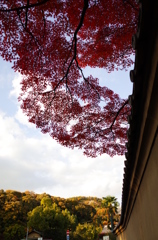 秋の京都・北山