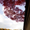 秋の京都・北山