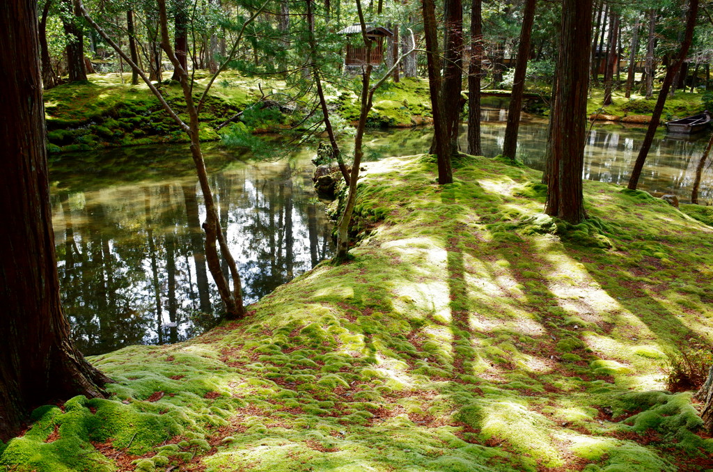 苔寺×GR1